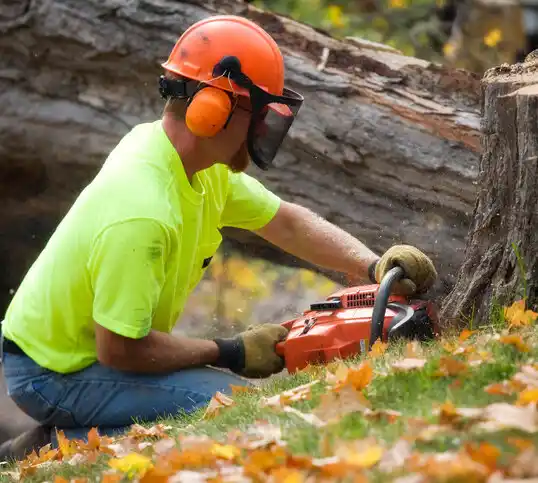 tree services Port Deposit